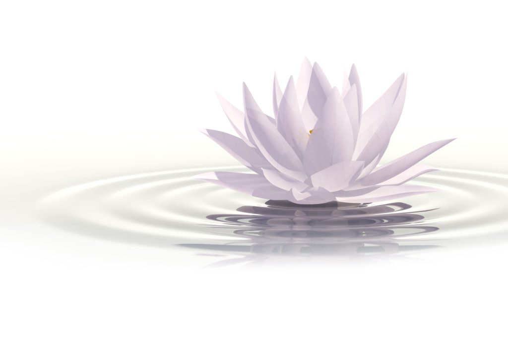 A water lily floating on top of a lake.